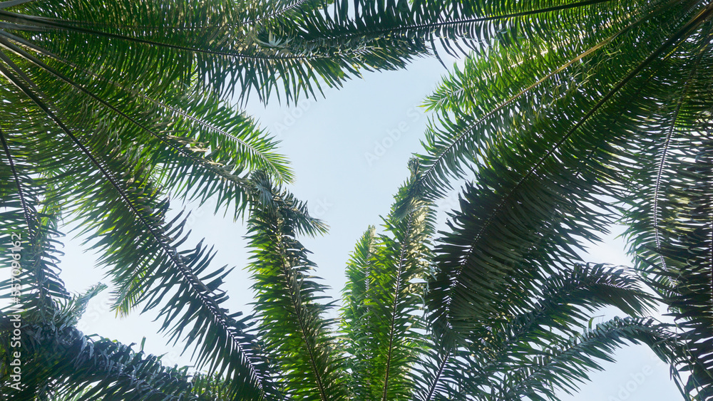 High angle shot of Palm Trees, Palm Leaves with Blue Sky background. High angle shot of Palm Trees, Palm Leaves with Blue Sky background.
