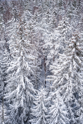 Tops of firs in snow. Forest from a height close-up. Landscape, nature of Latvia. Ogre national park Zalie kalni - Green mountains