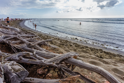 Erosion marine, filaos déchaussés sur plage de l’Etang-Salé, île de la Réunion 