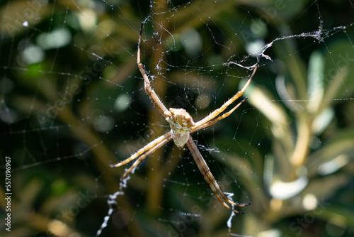 Tiger spider making a spider web