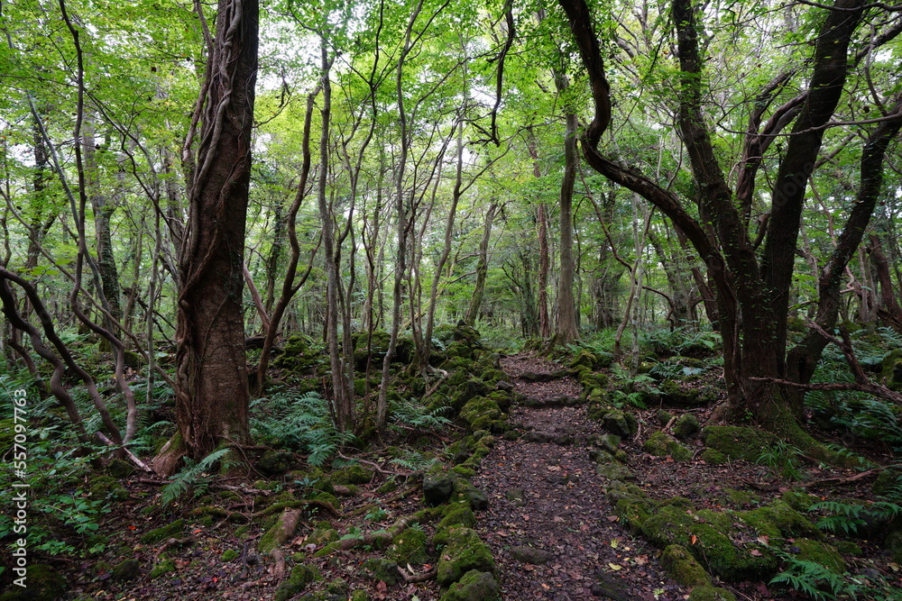 wild forest with old trees and vines wild forest with old trees and vines