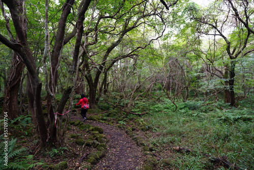 wild forest with old trees and vines