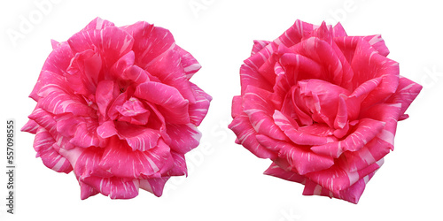 Pink rose flowers isolated on transparent background 