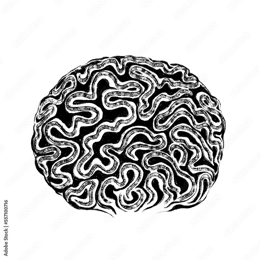 Brain coral drawn in black ink. The texture of the brush and paint. Brain coral drawn in black ink. The texture of the brush and paint.