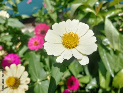 daisy flowers