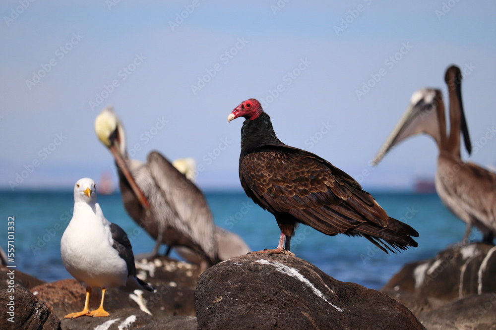 A red-headed vulture in the middle of pelicans and seagull A red-headed vulture in the middle of pelicans and seagull