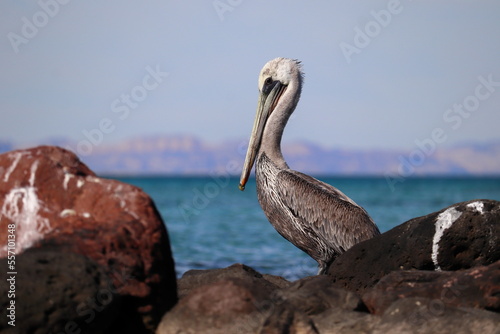 A pelican sitting between two rocks at the edge of the water