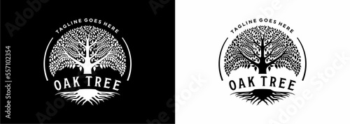 Tree of life oak banyan leaf and root seal emblem stamp logo design inspiration 
