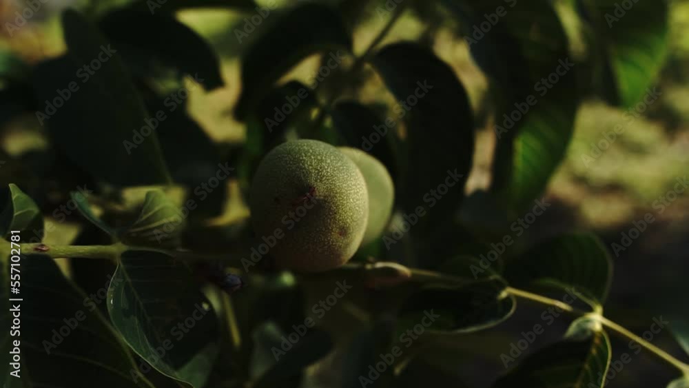 Green walnut 