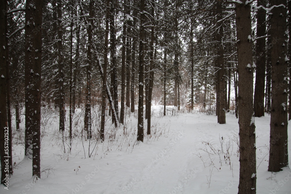 Fototapeta premium Winters Forest, Whitemud Park, Edmonton, Alberta