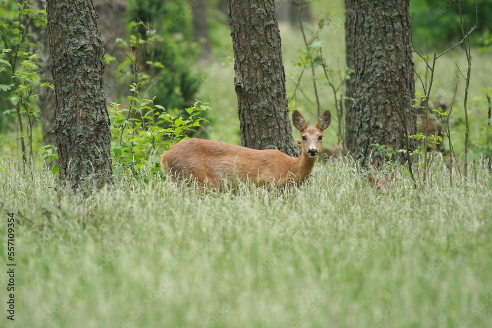mother and young deer in the woods mother and young deer in the woods