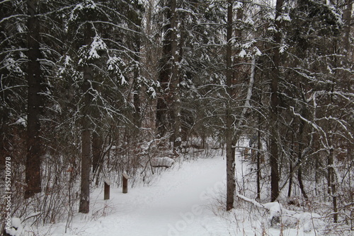 snow covered trees in the forest, Whitemud Park, Edmonton, Alberta © Michael Mamoon