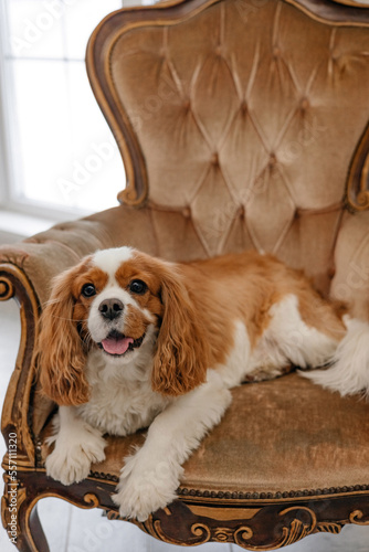 Cute cavalier king charles spaniel lying on a chair