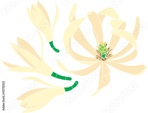 Illustration of chempaka flower with blooming on empty background.
