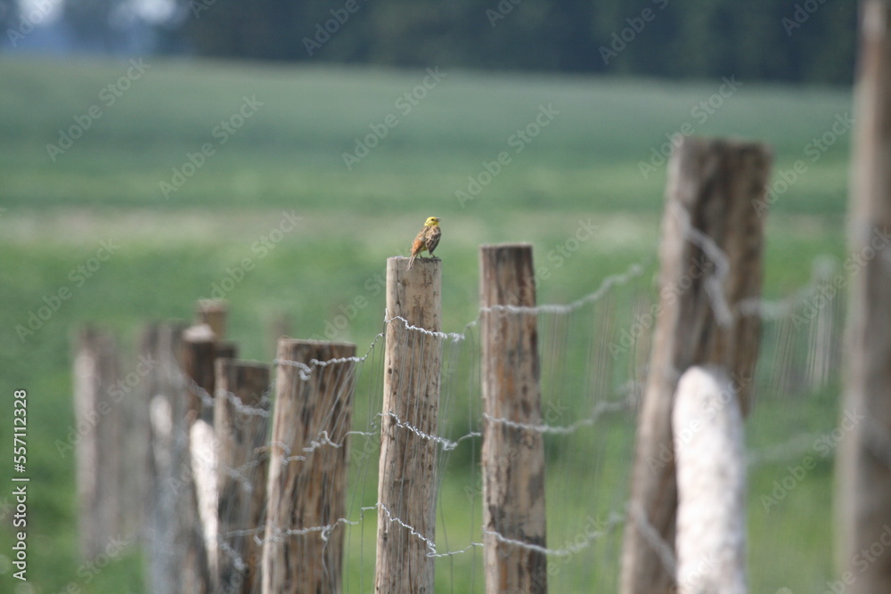 fence in the field fence in the field