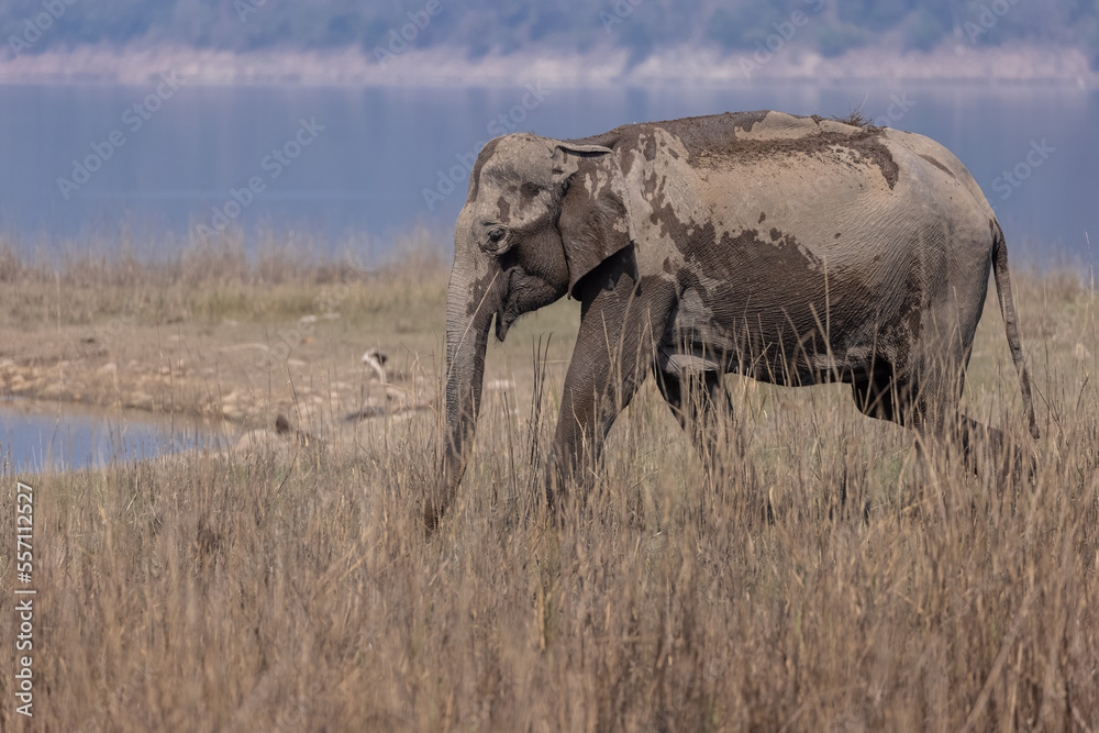 Indian elephant (Elephas maximus indicus) or tusker in the jungle of Jim corbett national park, India. Indian elephant (Elephas maximus indicus) or tusker in the jungle of Jim corbett national park, India.