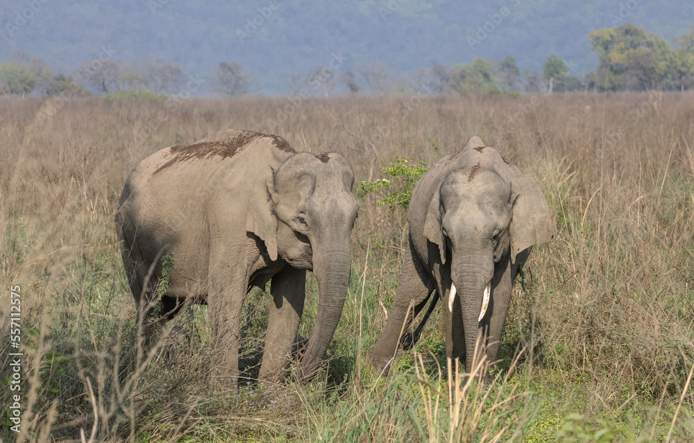 Fototapeta premium Indian elephant (Elephas maximus indicus) or tusker in the jungle of Jim corbett national park, India.