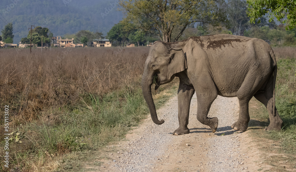 Fototapeta premium Indian elephant (Elephas maximus indicus) or tusker in the jungle of Jim corbett national park, India.