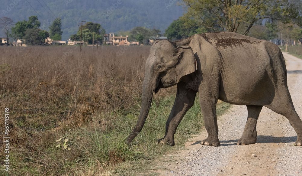 Indian elephant (Elephas maximus indicus) or tusker in the jungle of Jim corbett national park, India.