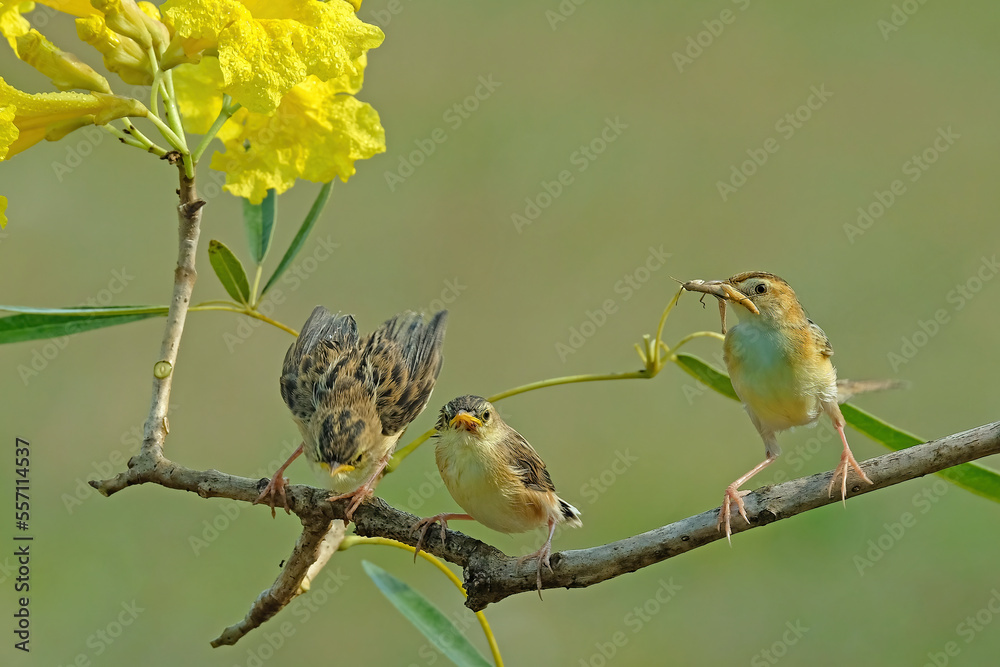 Obraz premium bird on a branch