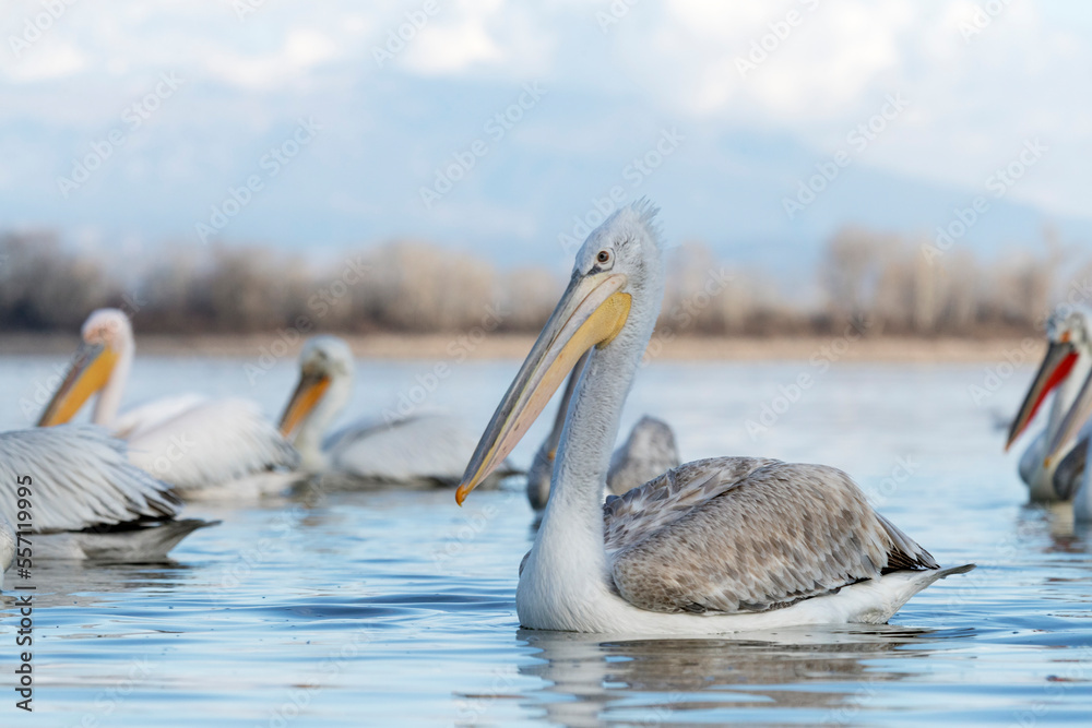 Dalmatian Pelican, Pelecanus crispus