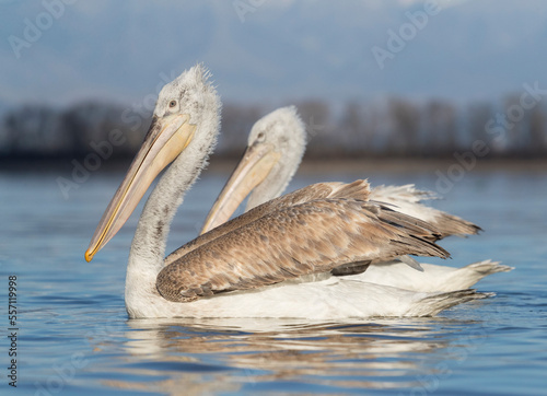 Kroeskoppelikaan, Dalmatian Pelican, Pelecanus crispus © Marc