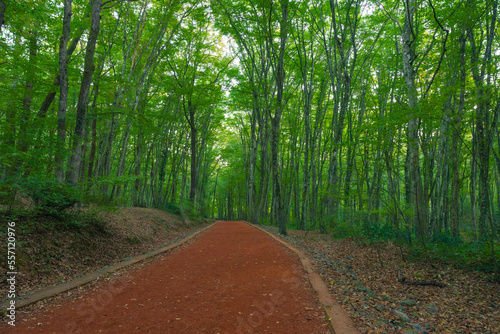 Fototapeta Naklejka Na Ścianę i Meble -  Trekking trail in the forest with tall trees. Belgrad forest in Istanbul