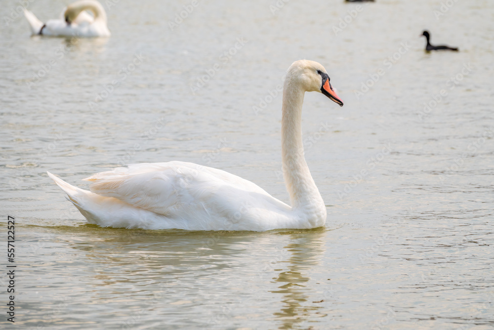 Graceful white Swan swimming in the lake, swans in the wild. Portrait of a white swan swimming on a lake. Graceful white Swan swimming in the lake, swans in the wild. Portrait of a white swan swimming on a lake.