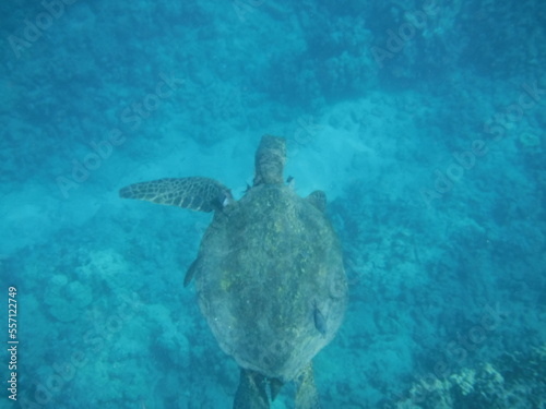 Underwater photo of a sea turtle swimming in the sea