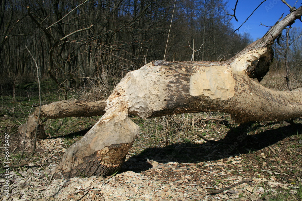 Obraz premium a massive beaver bite