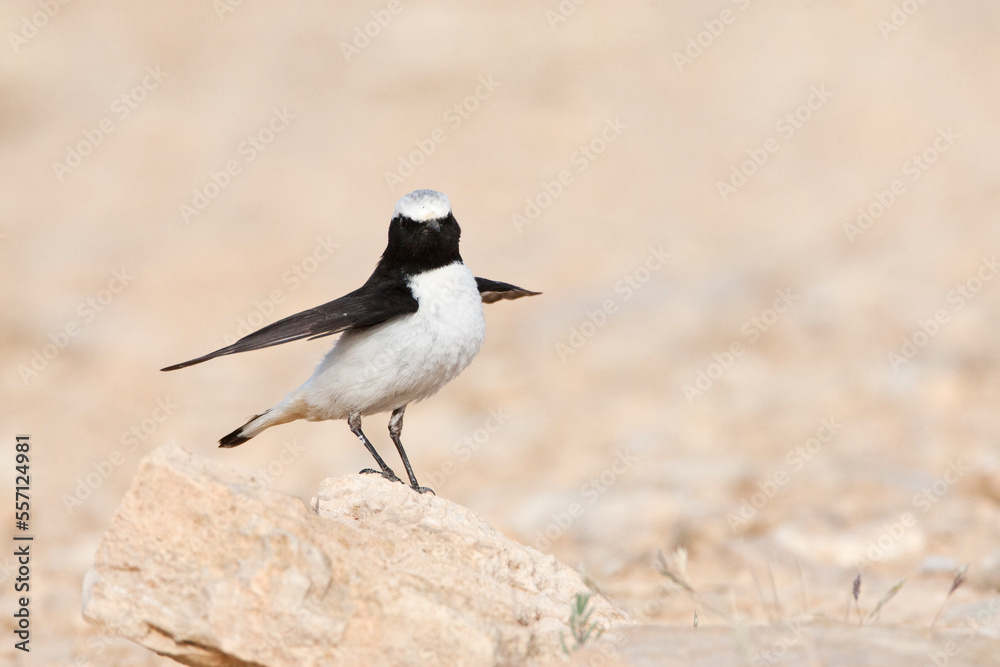 Oostelijke Rouwtapuit, Eastern Mourning Wheatear, Oenanthe lugens Oostelijke Rouwtapuit, Eastern Mourning Wheatear, Oenanthe lugens