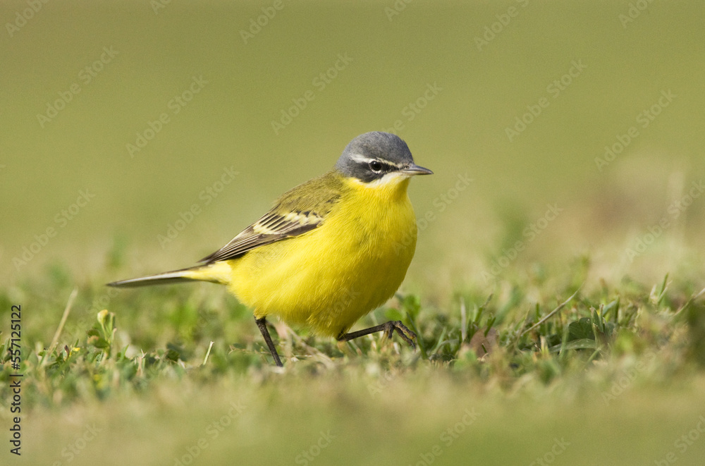 Gele Kwikstaart, Blue-headed Wagtail, Motacilla flava Gele Kwikstaart, Blue-headed Wagtail, Motacilla flava