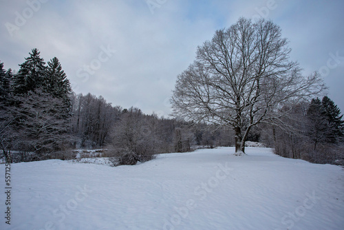 winter landscape with trees © Dmitry