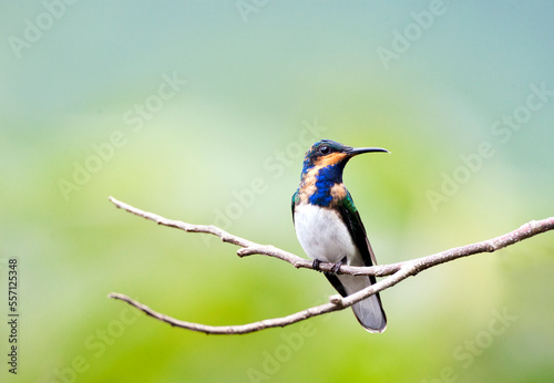 Witnekkolibrie, White-necked Jacobin, Florisuga mellivora