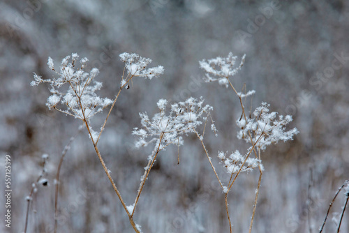 frost covered branches © Dmitry