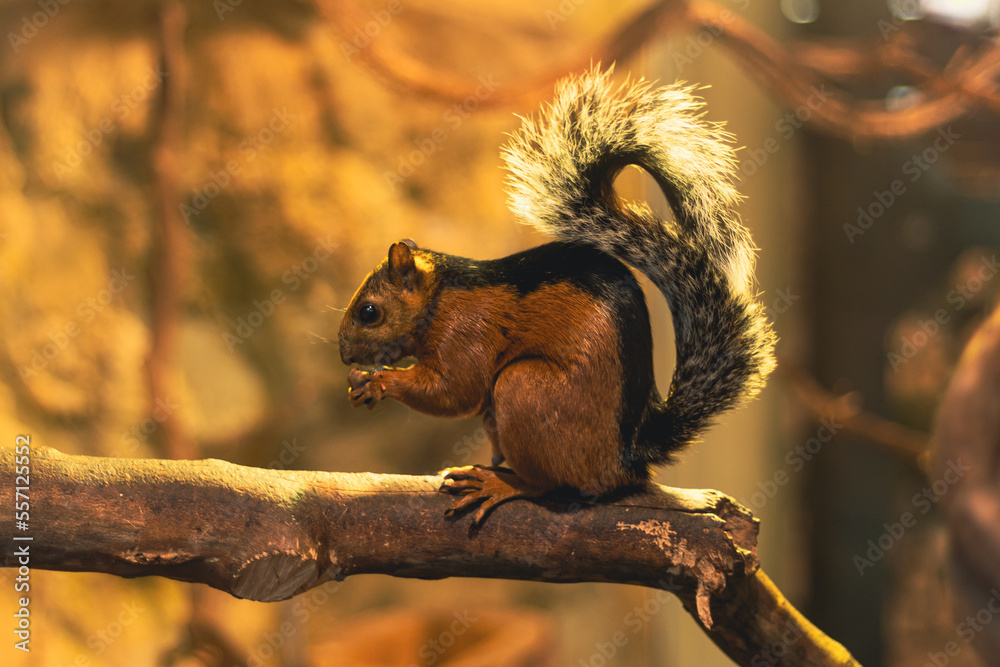 Wiewiórka kostarykańska (Sciurus variegatoides) Wiewiórka kostarykańska (Sciurus variegatoides)