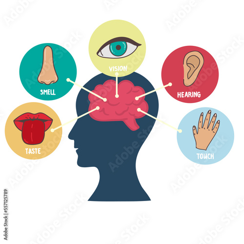 Five human senses line icons set. Vision, smell, hearing, touch, taste icons. Human sensory organs. Eye, nose, ear, hand, mouth icon set.