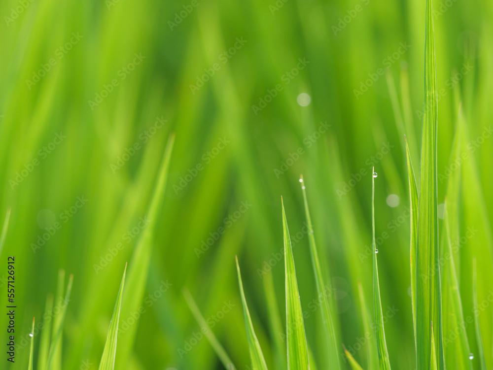 Dusk, paddy field after rain, rice seedlings with water droplets swaying in the wind. Dusk, paddy field after rain, rice seedlings with water droplets swaying in the wind.