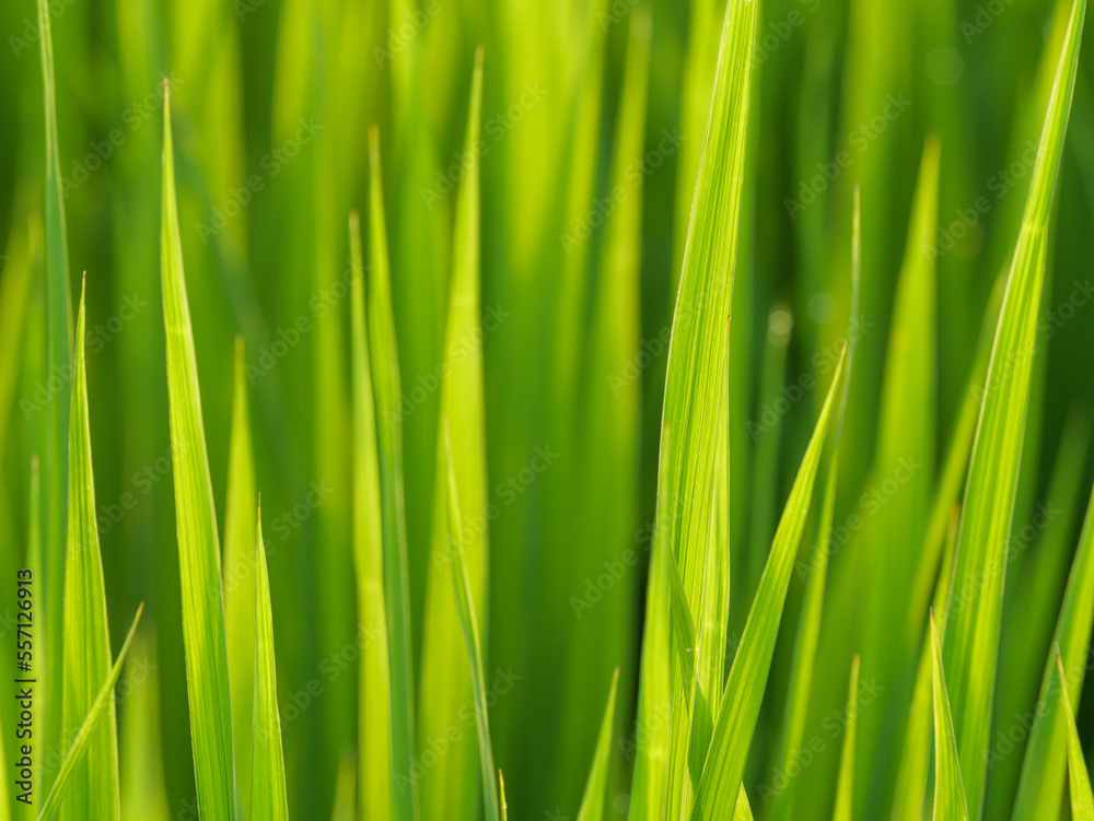 Dusk, paddy field after rain, rice seedlings with water droplets swaying in the wind. Dusk, paddy field after rain, rice seedlings with water droplets swaying in the wind.