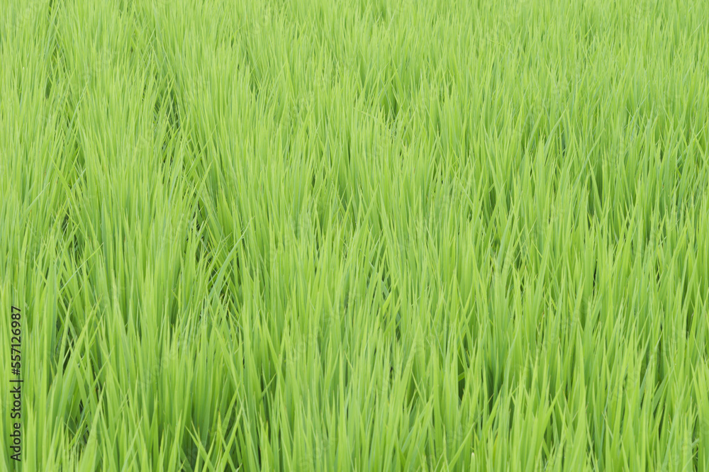 Midsummer rural rice paddies in Japan, beautiful green growing rice plants swaying in the wind.	