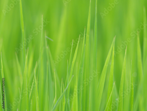 Midsummer rural rice paddies in Japan, beautiful green growing rice plants swaying in the wind. 