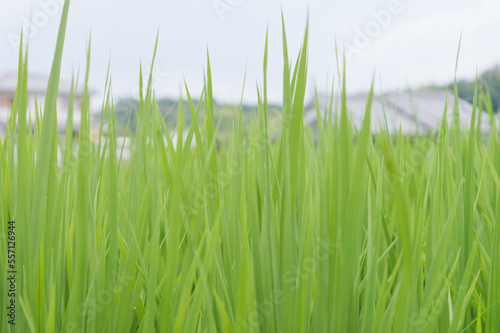 Midsummer rural rice paddies in Japan  beautiful green growing rice plants swaying in the wind. 