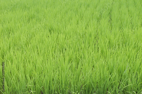 Midsummer rural rice paddies in Japan, beautiful green growing rice plants swaying in the wind.  © NOS