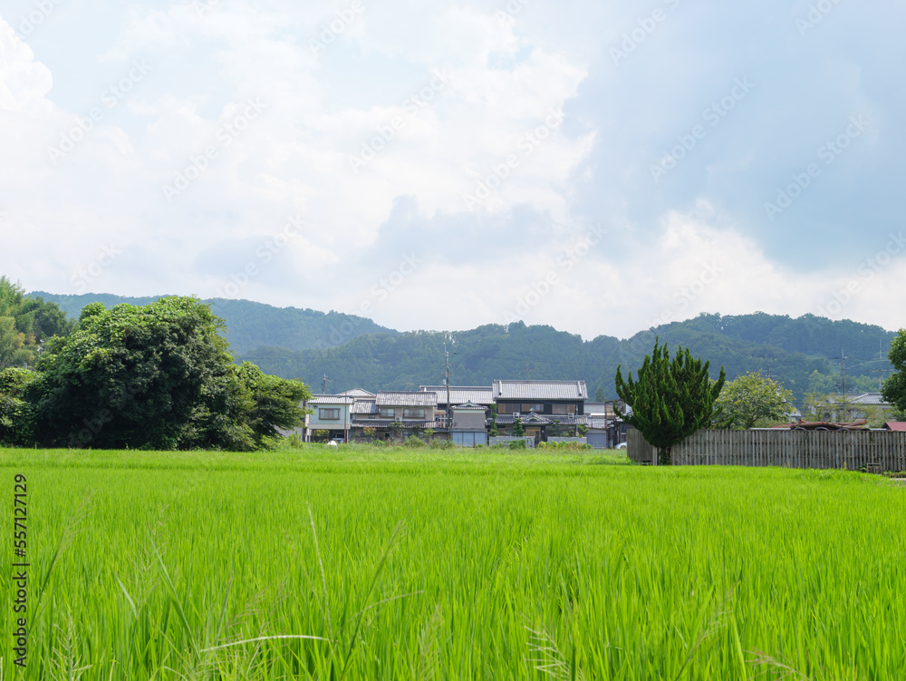 Japan, rural countryside in mid-summer, with large amounts of green growing rice plants in the vicinity.
Japan, rural countryside in mid-summer, with large amounts of green growing rice plants in the vicinity.