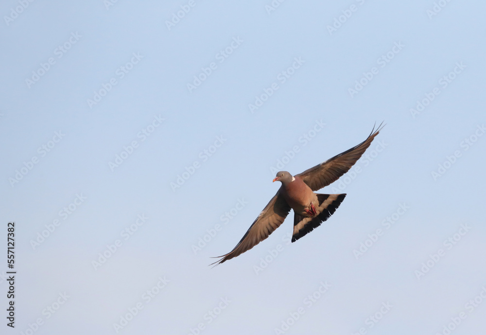 Obraz premium Common Wood-Pigeon, Columba palumbus