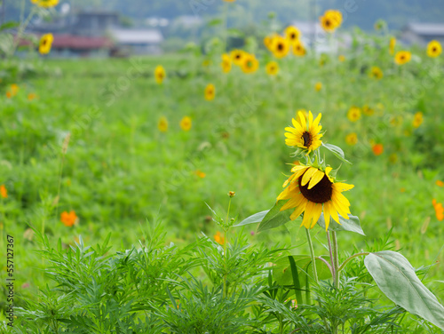 Farming village at dusk  yellow sunflowers swaying in the wind 