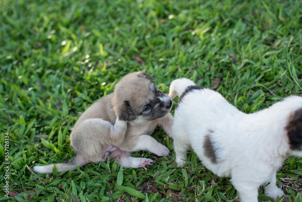 Fototapeta premium Thai puppy sitting on the grass