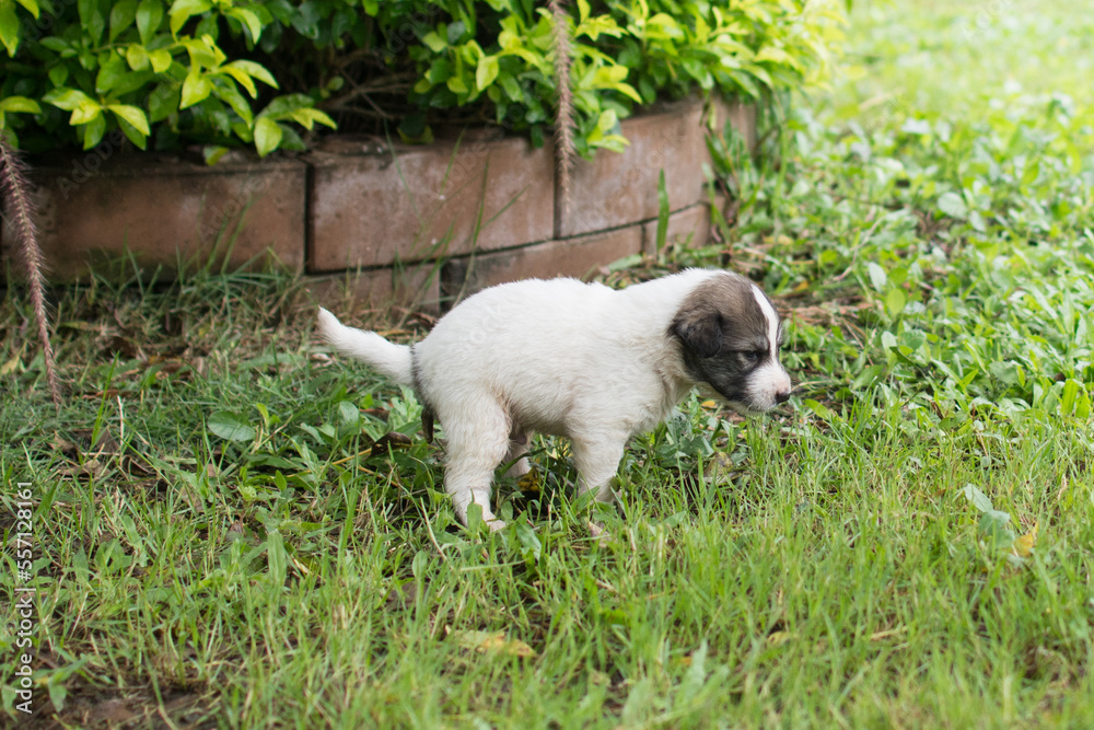 Obraz premium Thai puppy pooping at grass field