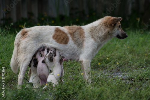 Thai dog feeding puppies