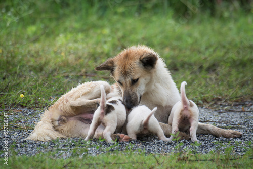 Thai dog feeding puppies